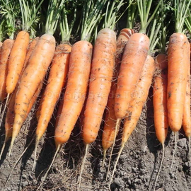 «Sweet tooth» - Organic Carrot Seeds