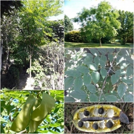 Фото Organic Kentucky coffee tree Seeds (Gymnocladus dioicus)