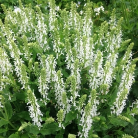 Organic Chia White seeds (Salvia hispanica)