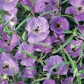 «Lilac» - Organic Clarkia Seeds