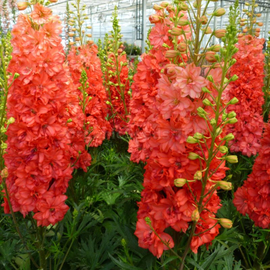 «Red King» - Organic Delphinium seeds