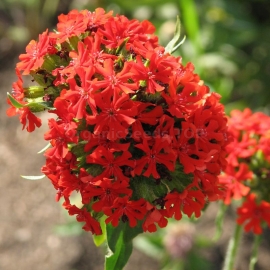 «Passion» - Organic Lychnis Chalcedonica Seeds