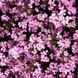 «Rose-Pink» - Organic Saponaria Seeds