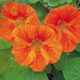 «Orange Emperor» - Organic Nasturtium Seeds