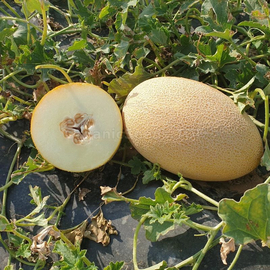 «Rebecca» - Organic Melon Seeds