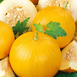 «Dnepryanka» - Organic Melon Seeds