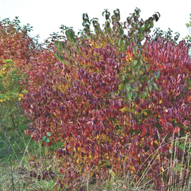 Organic Bloody Dogwood Seeds