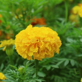 Фото «Yellow prince» - Organic Tagetes Seeds