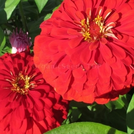 Фото «Undersized Red» - Organic Zinnia Seeds