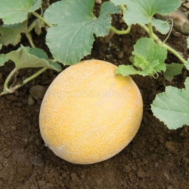 «Idyll» - Organic Melon Seeds