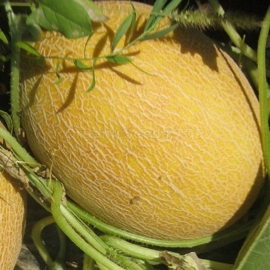 Фото «Credo» - Organic Melon Seeds