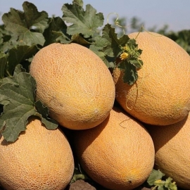 Фото «Mazin» - Organic Melon Seeds