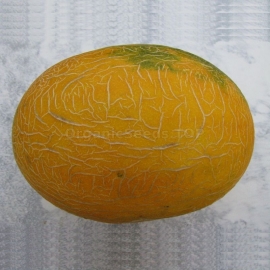 Фото «Gull» - Organic Melon Seeds