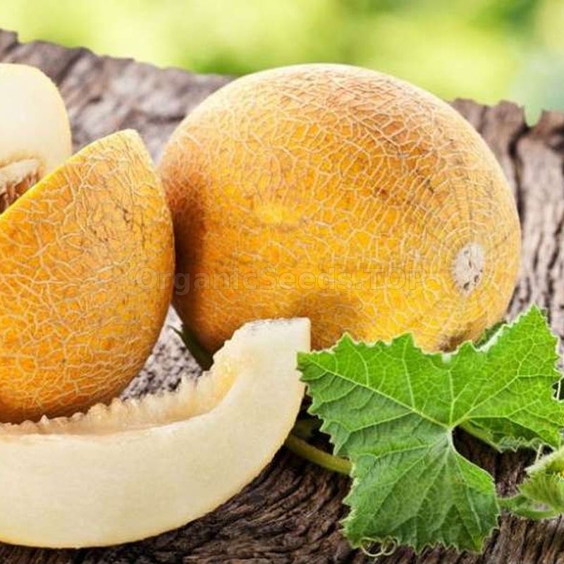 Temptation Organic Melon Seeds Shipping is free for orders over €50