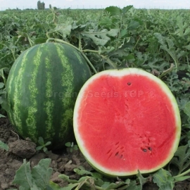 «Arashan» - Organic Watermelon Seeds