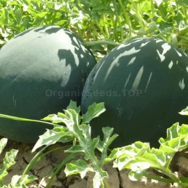 Фото «Baronessa» - Organic Watermelon Seeds