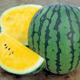 «Orange King» - Organic Watermelon Seeds
