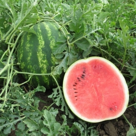 Фото «Talisman» - Organic Watermelon Seeds
