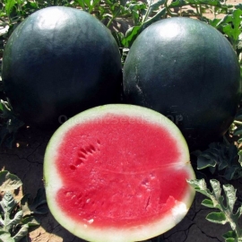 «Suga Baby» - Organic Watermelon Seeds