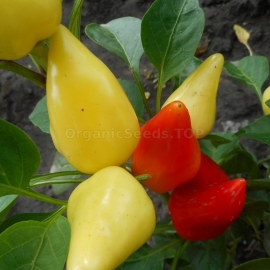 «PI 310888» - Organic Hot Pepper Seeds