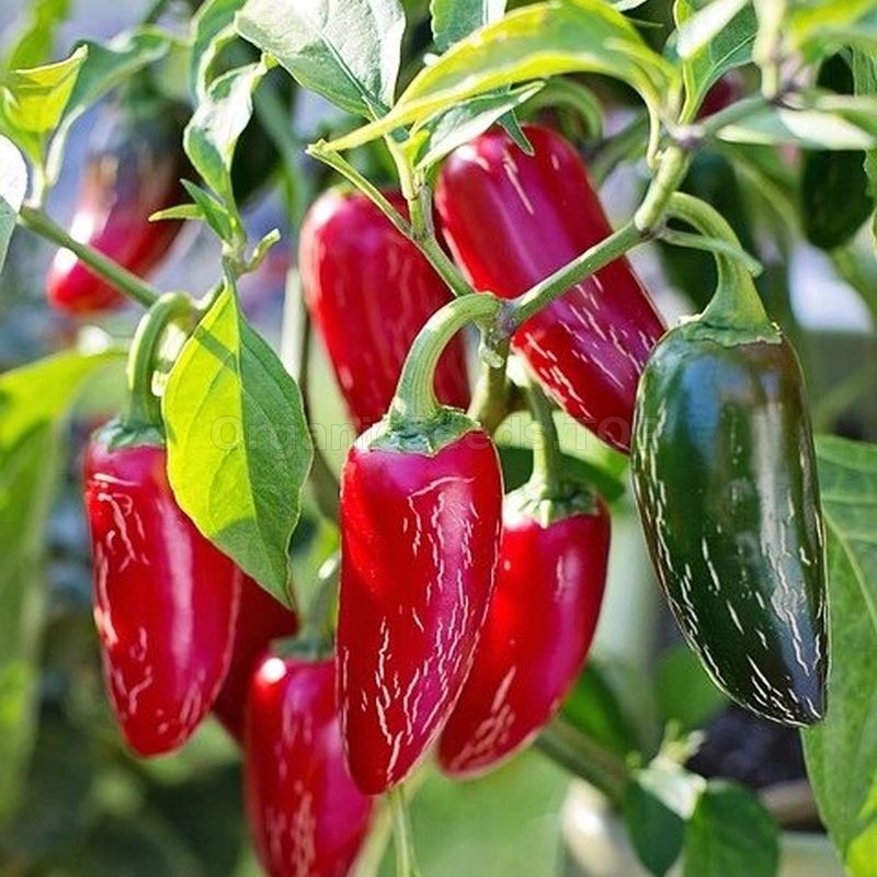 «Jalapeno Chichimeca» Organic Hot Pepper Seeds Shipping is free for