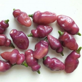 Фото «Fidalgo Roxa» - Organic Hot Pepper Seeds
