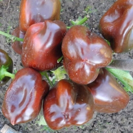 «Hannibal» - Organic Pepper Seeds
