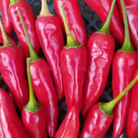 Фото «Stars in the Sky chili» - Organic Hot Pepper Seeds