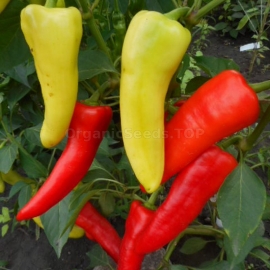 «Petlyakovsky» - Organic Hot Pepper Seeds