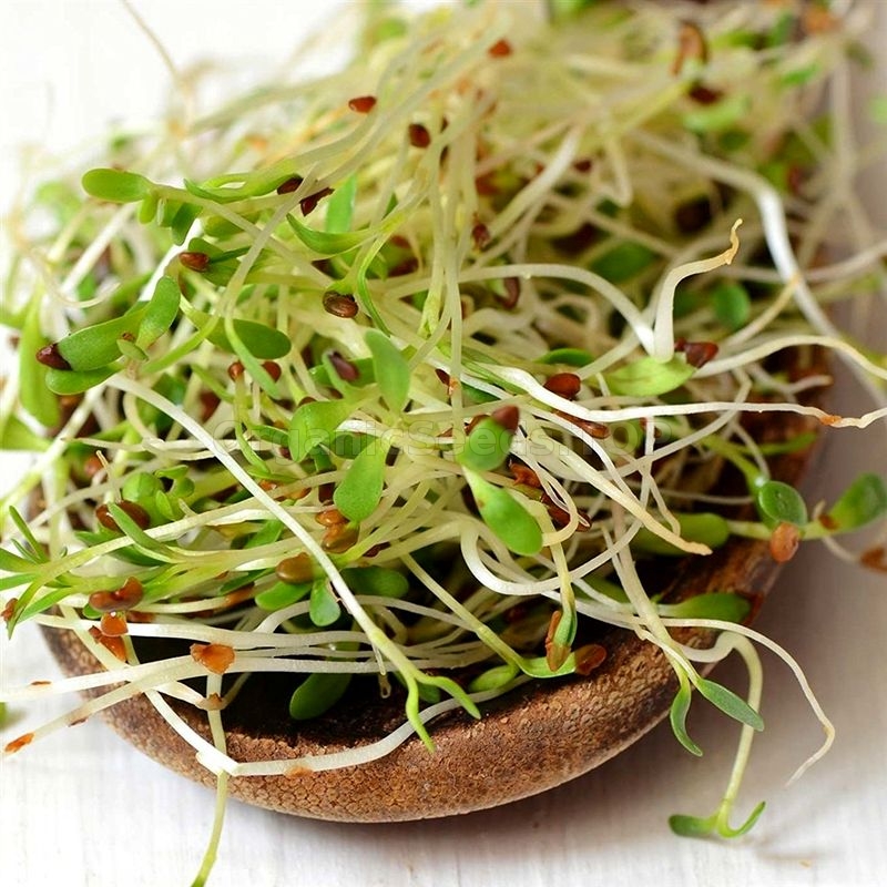 Alfalfa Seeds vs Garden Cress: What is the difference?