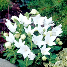 «White» - Organic Platycodon grandiflora seeds