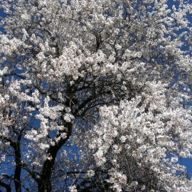 Organic Almond Seeds (Prunus Dulcis)