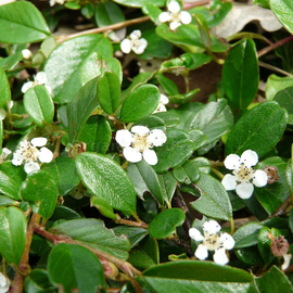 Organic Bearberry Cotoneaster Seeds / Cotoneaster dammeri