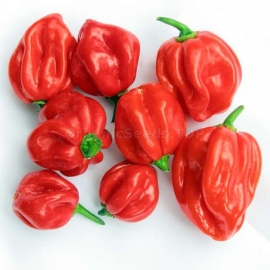 Фото «Scotch Bonnet MOA red» - Organic Hot Pepper Seeds
