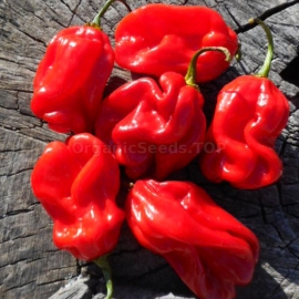«Habanero African No. 9598» - Organic Hot Pepper Seeds