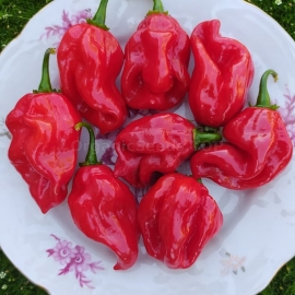 «Habanero African No. 9589» - Organic Hot Pepper Seeds