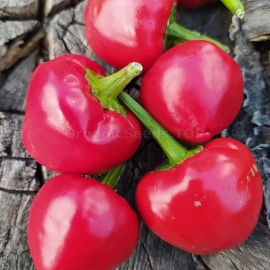 «Deng Long Jiao» - Organic Hot Pepper Seeds