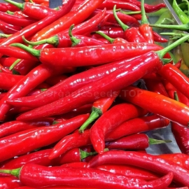 Фото «Er Jing Tiao» - Organic Hot Pepper Seeds