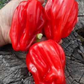 Фото «Criolla de Cocina» - Organic Pepper Seeds