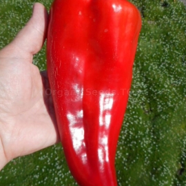 «Plovdiv Capia» - Organic Pepper Seeds