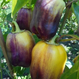 Фото «Purple Smudge Gold» - Organic Pepper Seeds