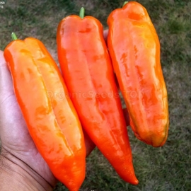 Фото «Ramiro Orange» - Organic Pepper Seeds