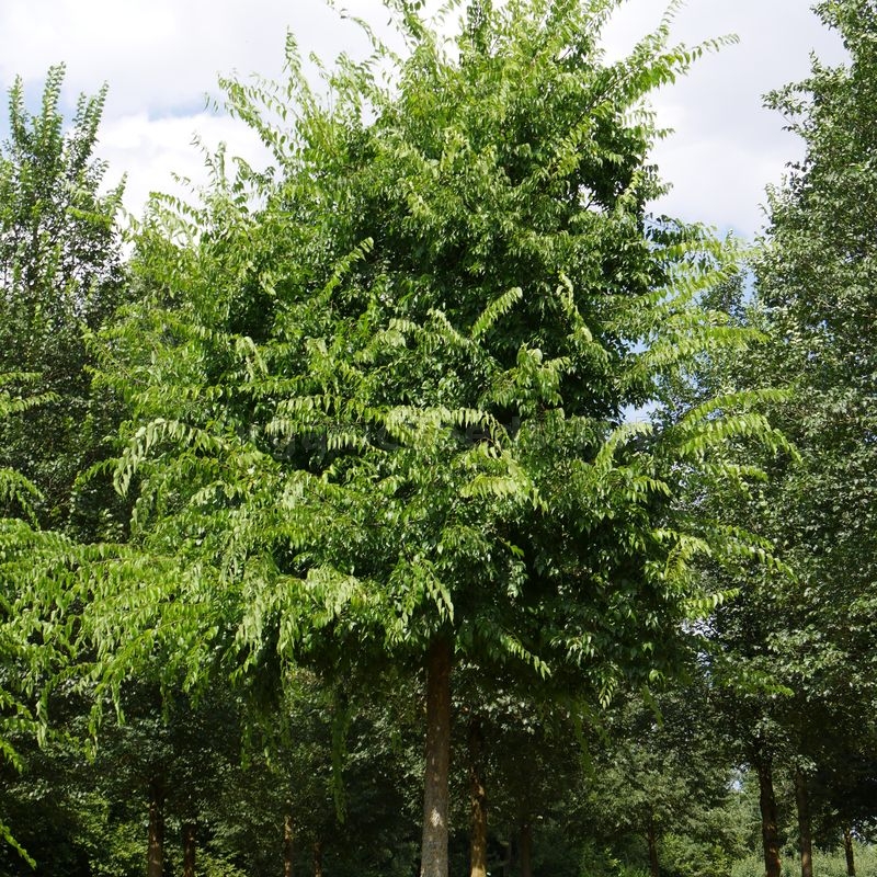 Organic Common Hackberry Seeds (Celtis occidentalis) Shipping is free