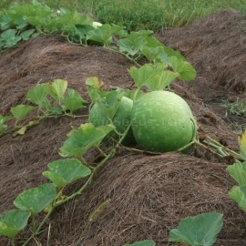 «Giant African Bushel Basket Gourd» - Organic Calabash Seeds