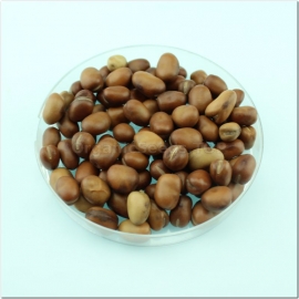 «Greek» - Organic Bean Seeds (Vicia faba)