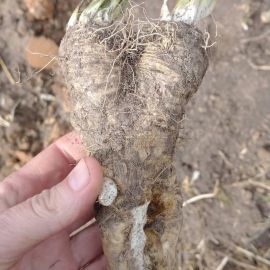 Фото «Accord» - Organic Katran Seeds (Tatar horseradish)