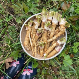 Фото «Picadrom» - Organic Katran Seeds (Tatar horseradish)