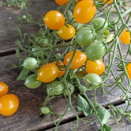 Фото Organic Humboldt tomato Seeds (Lycopersicon humboldtii (Willd.) Dunal var. luteum.)