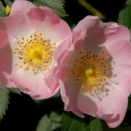 «Inermis» - Organic Rosa Canina Seeds (Dog Rose without Thorns)