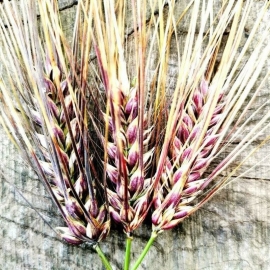 «Purple Valley» - Organic Barley Seeds
